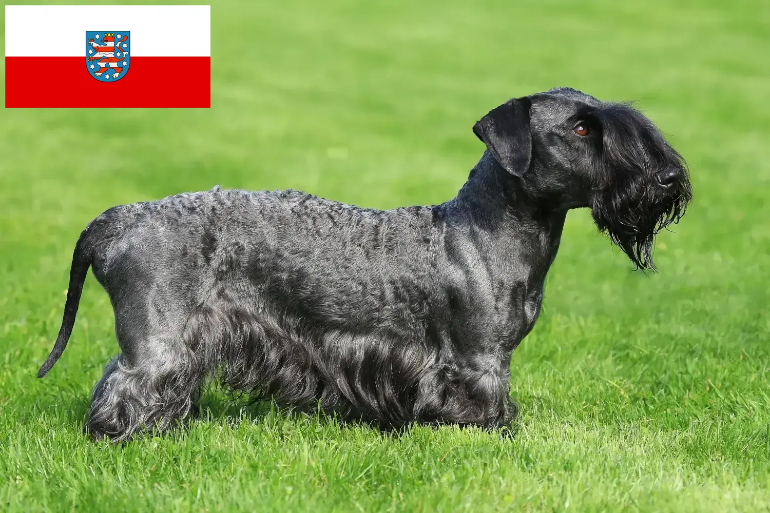 Read more about the article Hodowca terierów czeskich i szczeniąt w Turyngii