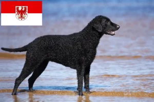 Read more about the article Hodowcy i szczenięta Curly Coated Retriever w Brandenburgia