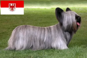 Read more about the article Hodowcy i szczenięta Skye terrier w Brandenburgia