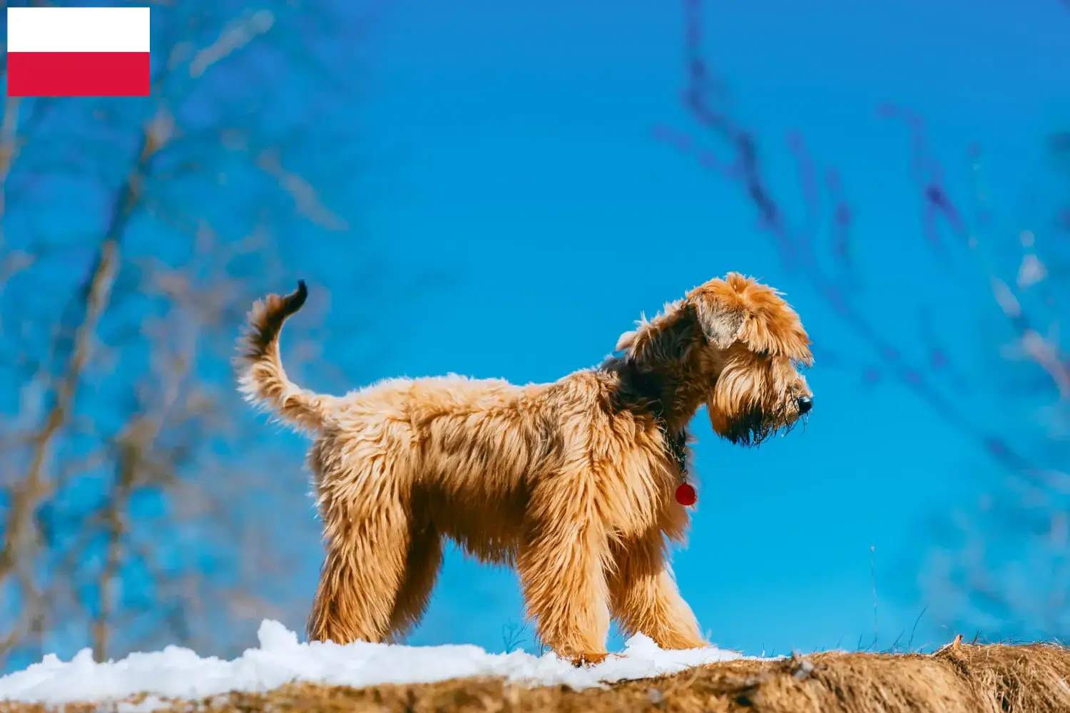 Read more about the article Irish Soft Coated Wheaten Terrier hodowcy i szczenięta w Polska