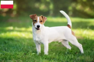 Read more about the article Hodowcy i szczenięta Jack Russell w Polska