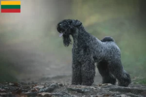 Read more about the article Hodowcy i szczenięta kerry blue terrier w Litwa