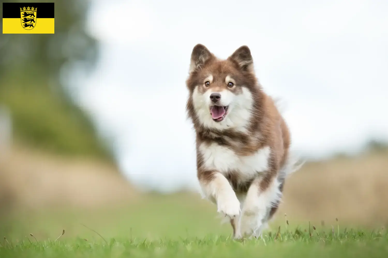 Read more about the article Hodowcy i szczenięta Lapphund fiński w Badenia-Wirtembergia