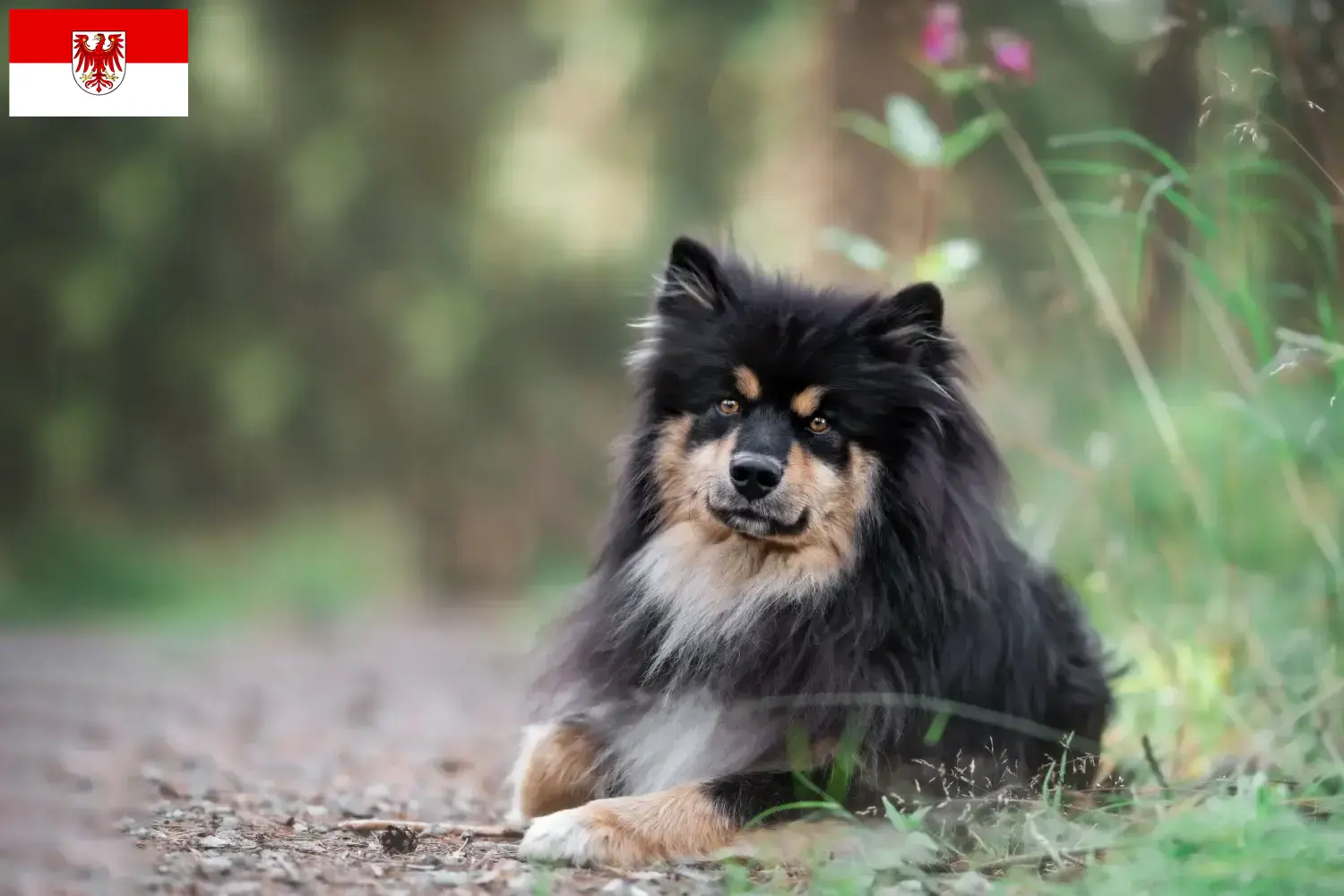 Read more about the article Hodowcy i szczenięta Lapphund fiński w Brandenburgia