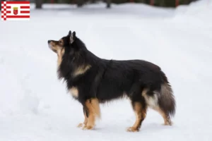 Read more about the article Hodowca i szczenięta Lapphund fiński w Brema