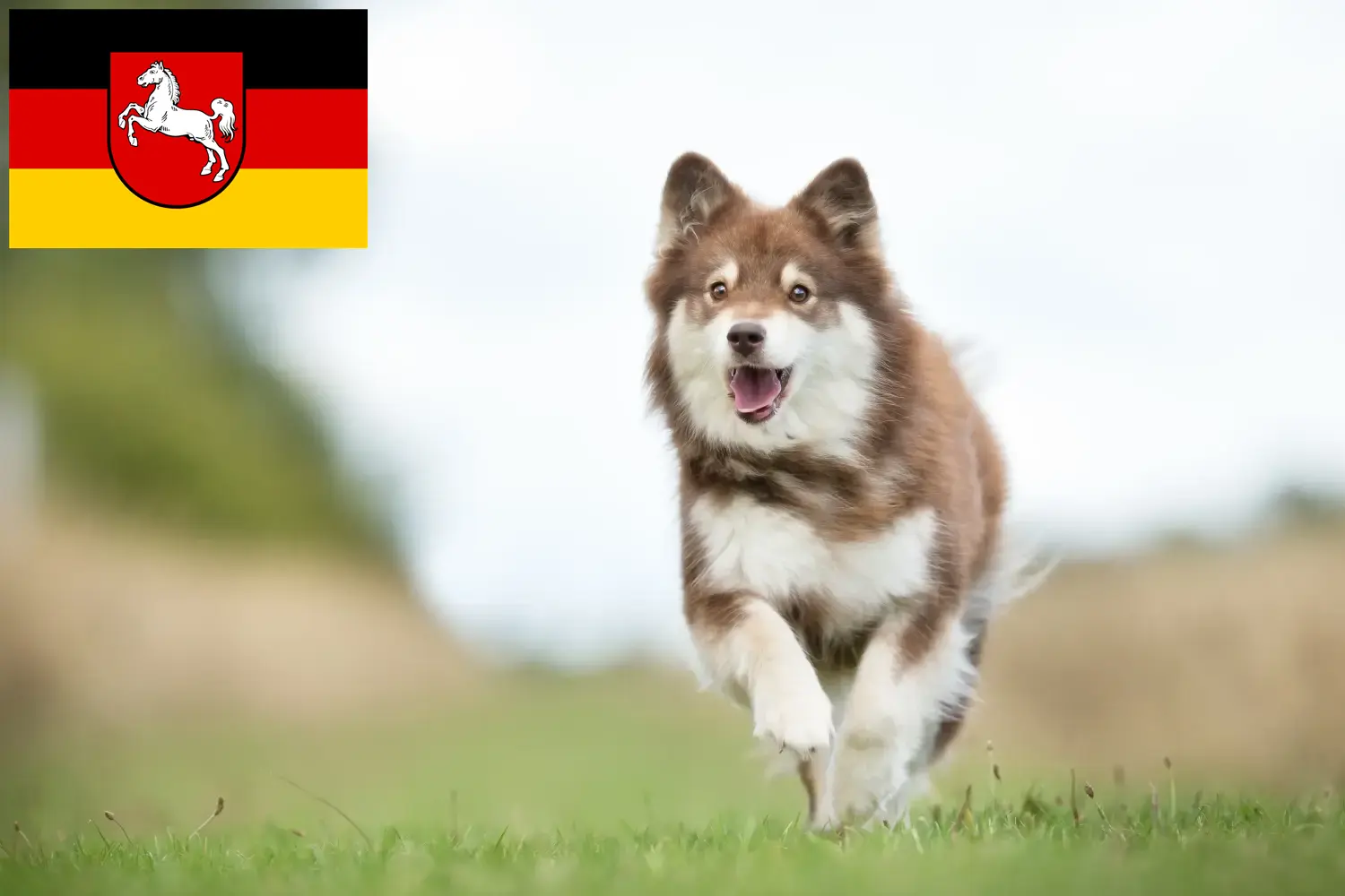 Read more about the article Hodowcy i szczenięta Lapphund fiński w Dolna Saksonia