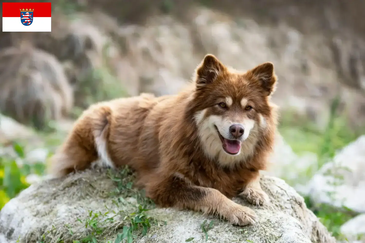 Read more about the article Hodowcy i szczenięta Lapphund fiński w Hesja