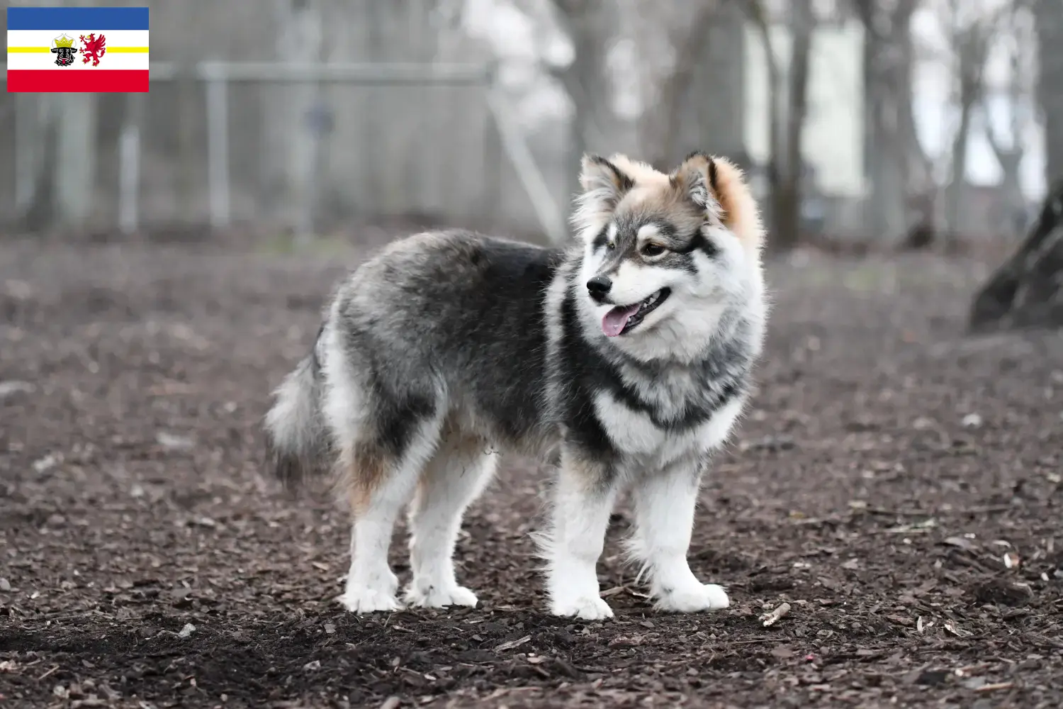 Read more about the article Hodowcy i szczenięta Lapphund fiński w Meklemburgia-Pomorze Przednie