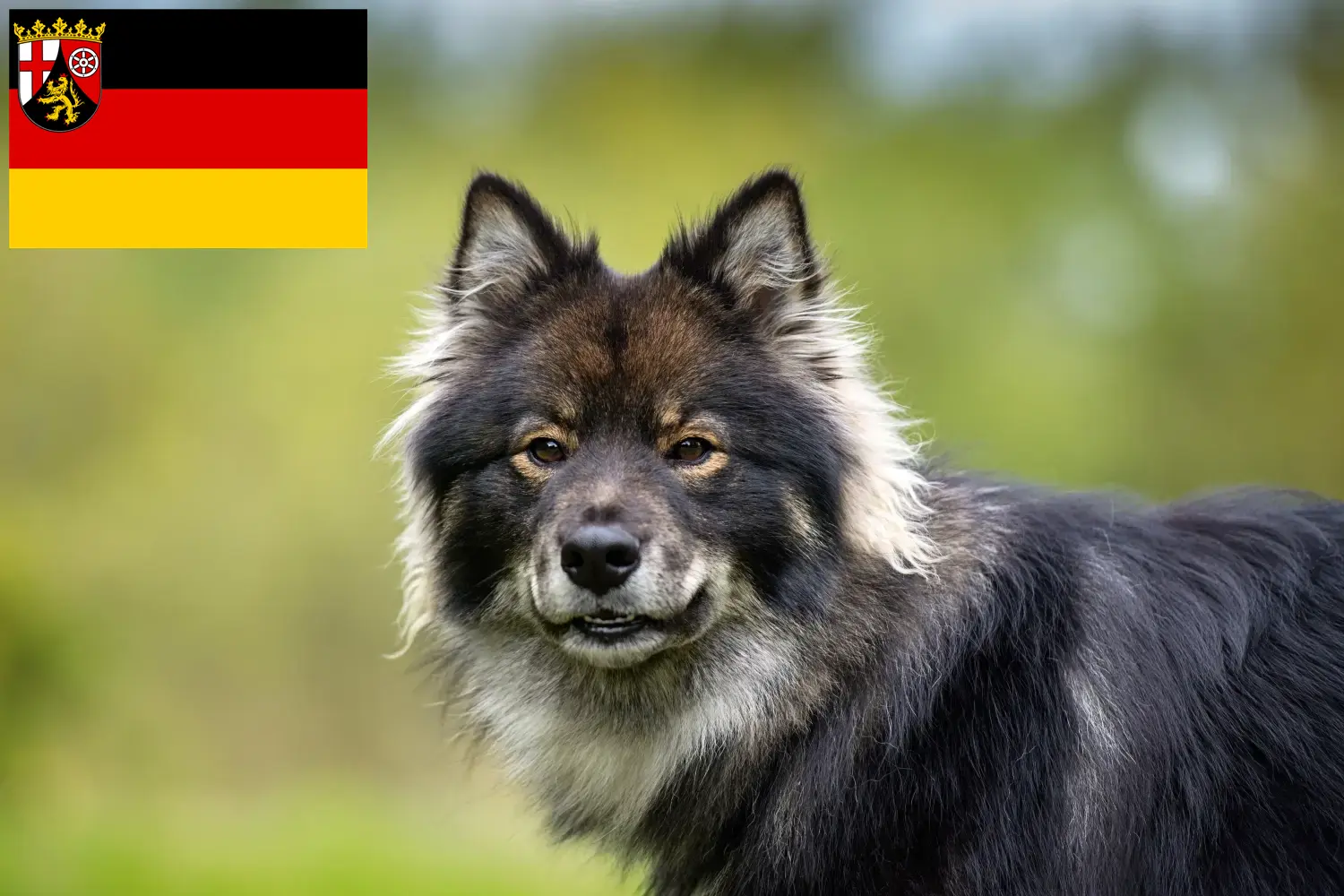 Read more about the article Hodowcy i szczenięta Lapphund fiński w Nadrenia-Palatynat