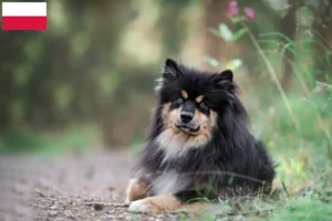 Read more about the article Hodowcy i szczenięta Lapphund fiński w Polska