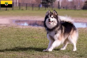 Read more about the article Hodowcy i szczenięta Lapphund fiński w Saksonia-Anhalt