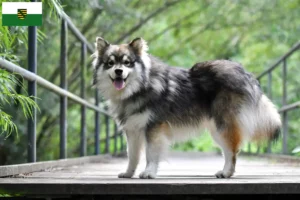 Read more about the article Hodowcy i szczenięta Lapphund fiński w Saksonia