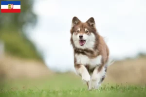 Read more about the article Hodowcy i szczenięta Lapphund fiński w Szlezwik-Holsztyn