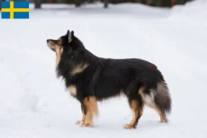 Read more about the article Hodowcy i szczenięta Lapphund fiński w Szwecja