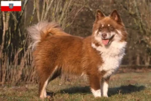 Read more about the article Hodowcy i szczenięta Lapphund fiński w Turyngia