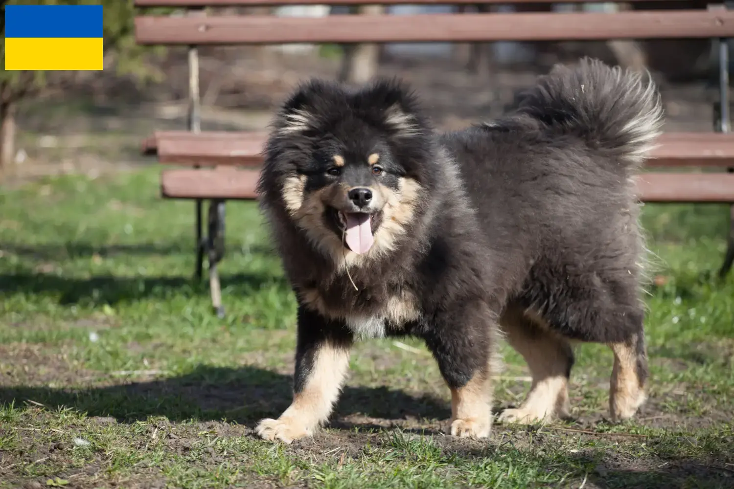 Read more about the article Hodowcy i szczenięta Lapphund fiński w Ukraina