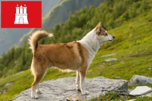 Read more about the article Hodowca i szczenięta Lundehund norweski w Hamburg