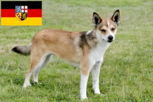 Read more about the article Hodowcy i szczenięta Lundehund norweski w Kraj Saary