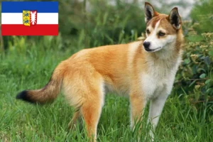 Read more about the article Hodowcy i szczenięta Lundehund norweski w Szlezwik-Holsztyn