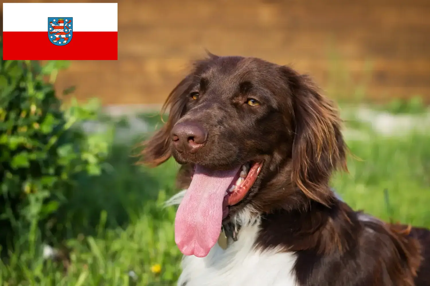 Read more about the article Mały hodowca i szczenięta Münsterländer w Turyngia