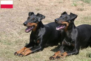 Read more about the article Manchester terrier hodowcy i szczenięta w Polska