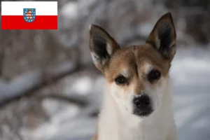 Read more about the article Hodowcy i szczenięta Lundehund norweski w Turyngia