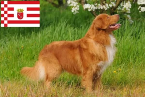 Read more about the article Nowa Szkocja Hodowcy i szczenięta Duck Tolling Retriever w Brema