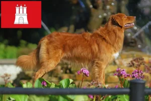 Read more about the article Nowa Szkocja Hodowcy i szczenięta Duck Tolling Retriever w Hamburg