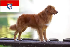 Read more about the article Nowa Szkocja Hodowcy i szczenięta Duck Tolling Retriever w Hesja