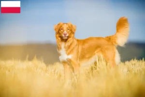 Read more about the article Nowa Szkocja hodowcy rasy Duck Tolling Retriever i szczenięta w Polska