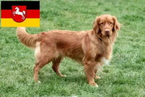 Read more about the article Nowa Szkocja Hodowcy i szczenięta Duck Tolling Retriever w Dolna Saksonia