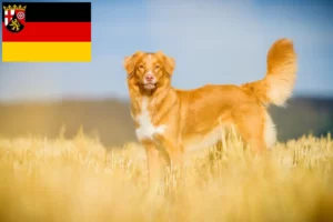 Read more about the article Nowa Szkocja Hodowcy psów rasy Duck Tolling Retriever i szczenięta w Nadrenia-Palatynat