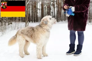 Read more about the article Owczarek południoworosyjski hodowca i szczenięta w Nadrenia-Palatynat