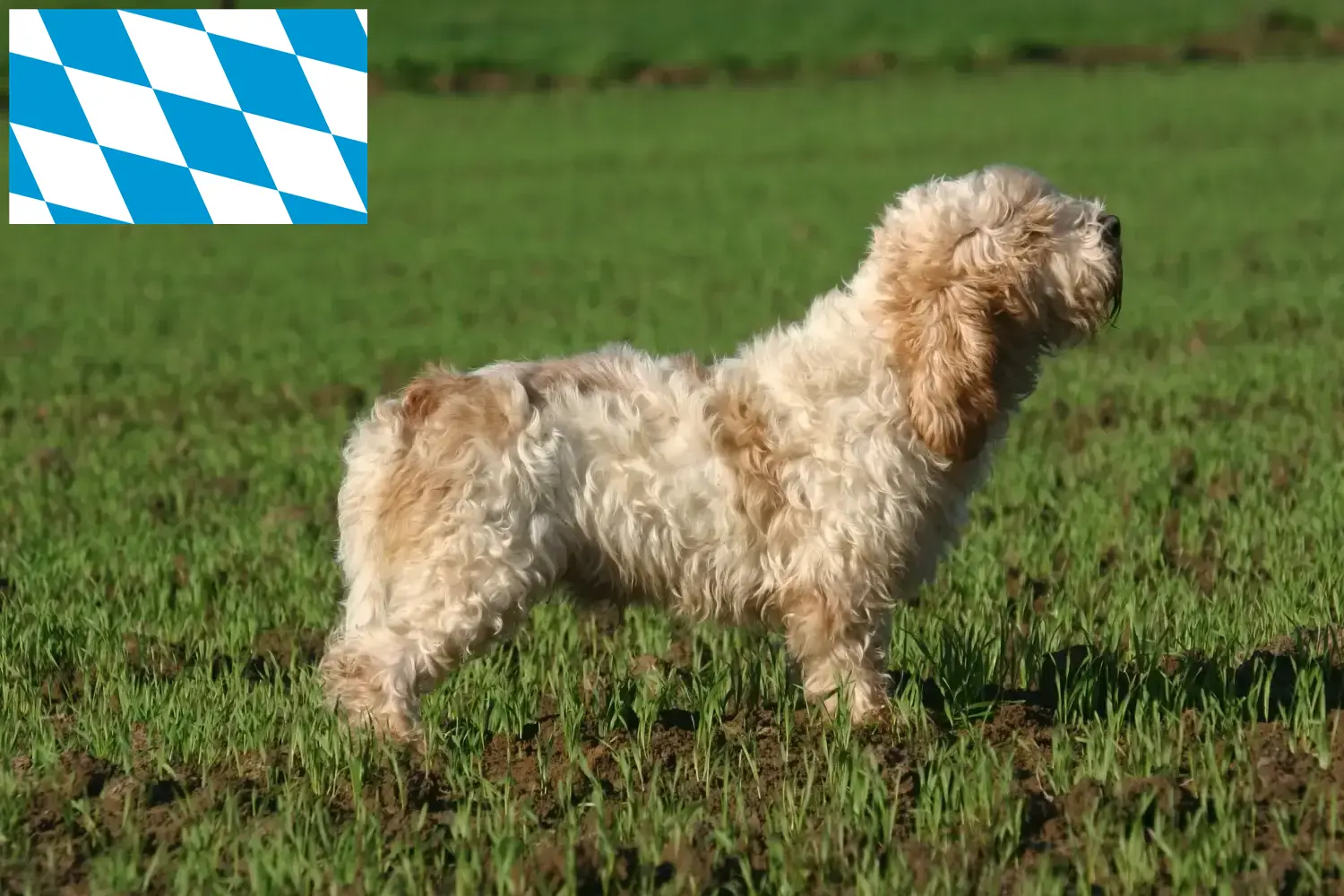 Read more about the article Petit Basset Griffon Vendéen hodowcy i szczenięta w Bawaria