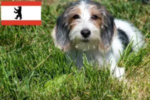 Read more about the article Petit Basset Griffon Vendéen hodowcy i szczenięta w Berlin