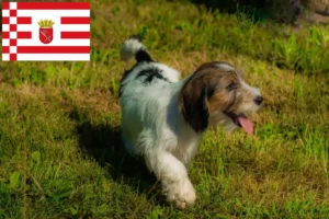 Read more about the article Petit Basset Griffon Vendéen hodowcy i szczenięta w Brema