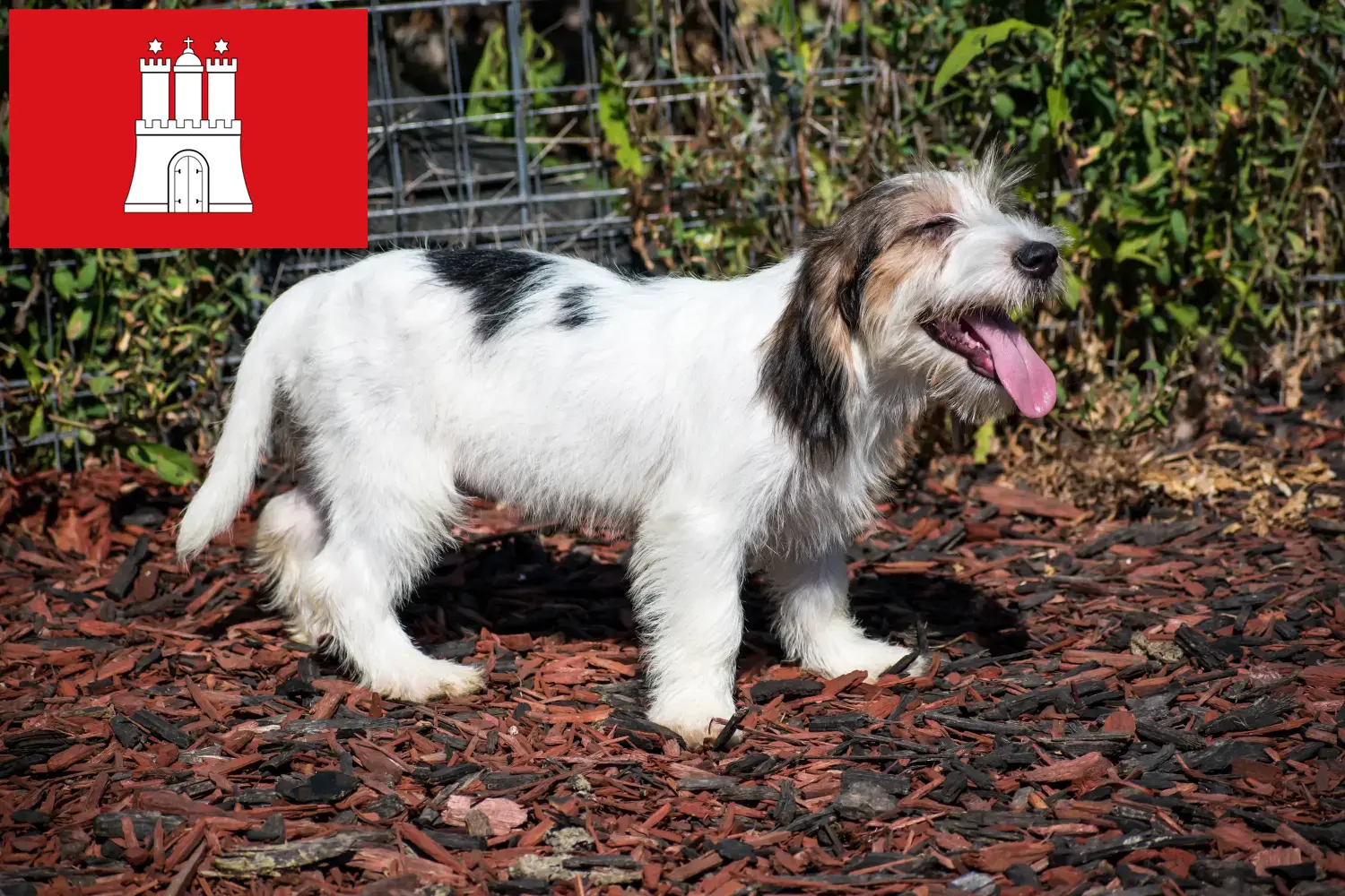 Read more about the article Petit Basset Griffon Vendéen hodowcy i szczenięta w Hamburg