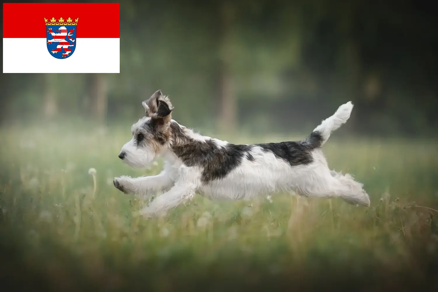 Read more about the article Petit Basset Griffon Vendéen hodowcy i szczenięta w Hesja