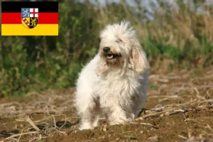 Read more about the article Petit Basset Griffon Vendéen hodowcy i szczenięta w Kraj Saary