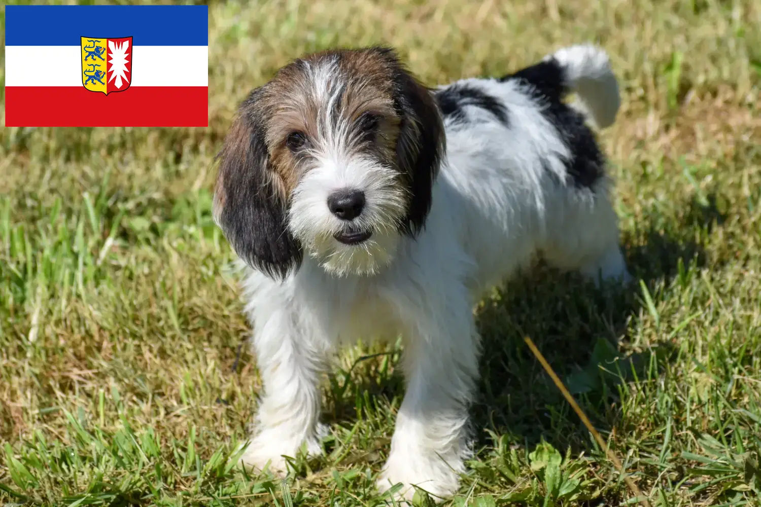 Read more about the article Petit Basset Griffon Vendéen hodowcy i szczenięta w Szlezwik-Holsztyn