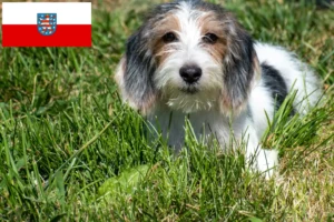 Read more about the article Petit Basset Griffon Vendéen hodowcy i szczenięta w Turyngia