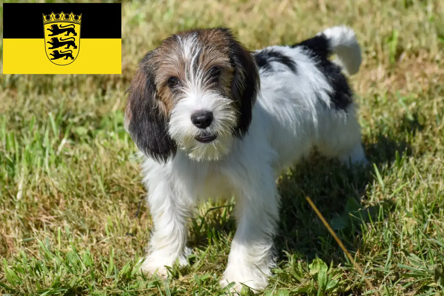 Read more about the article Petit Basset Griffon Vendéen hodowcy i szczenięta w Badenia-Wirtembergia