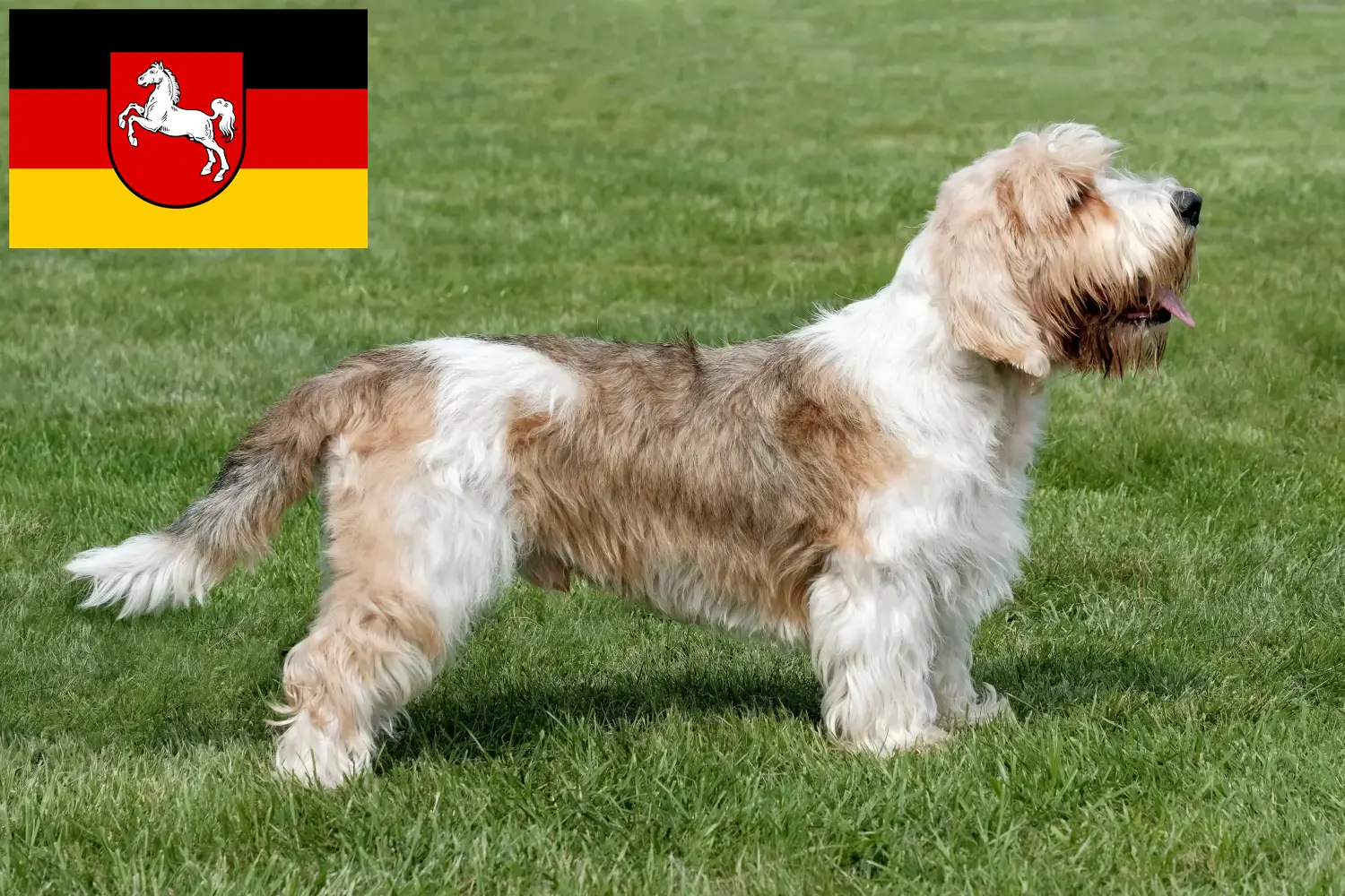 Read more about the article Petit Basset Griffon Vendéen hodowcy i szczenięta w Dolna Saksonia