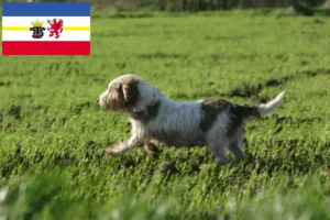 Read more about the article Petit Basset Griffon Vendéen hodowcy i szczenięta w Meklemburgia-Pomorze Przednie