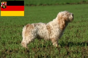 Read more about the article Petit Basset Griffon Vendéen hodowcy i szczenięta w Nadrenia-Palatynat