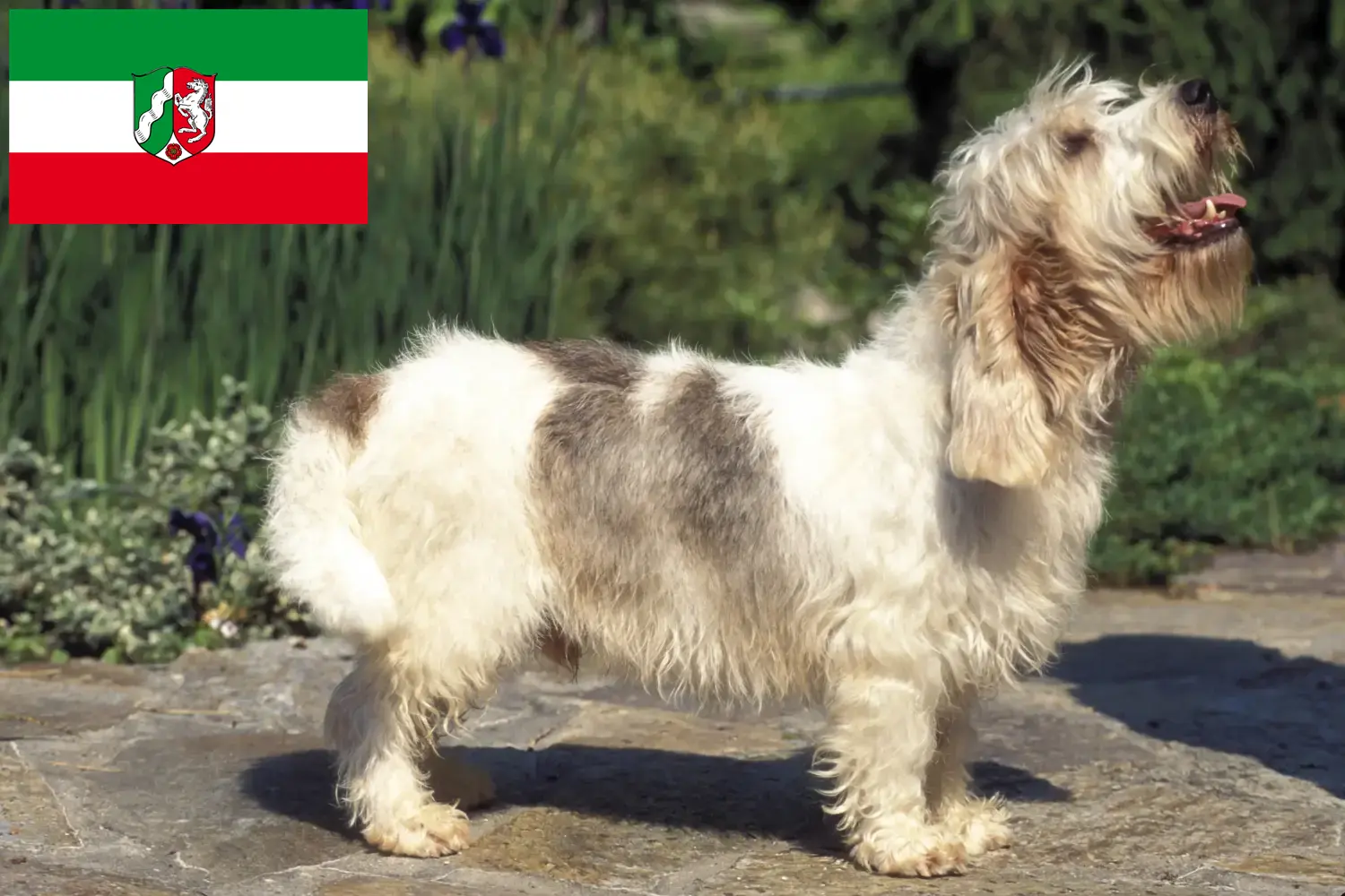 Read more about the article Petit Basset Griffon Vendéen hodowcy i szczenięta w Nadrenia Północna-Westfalia