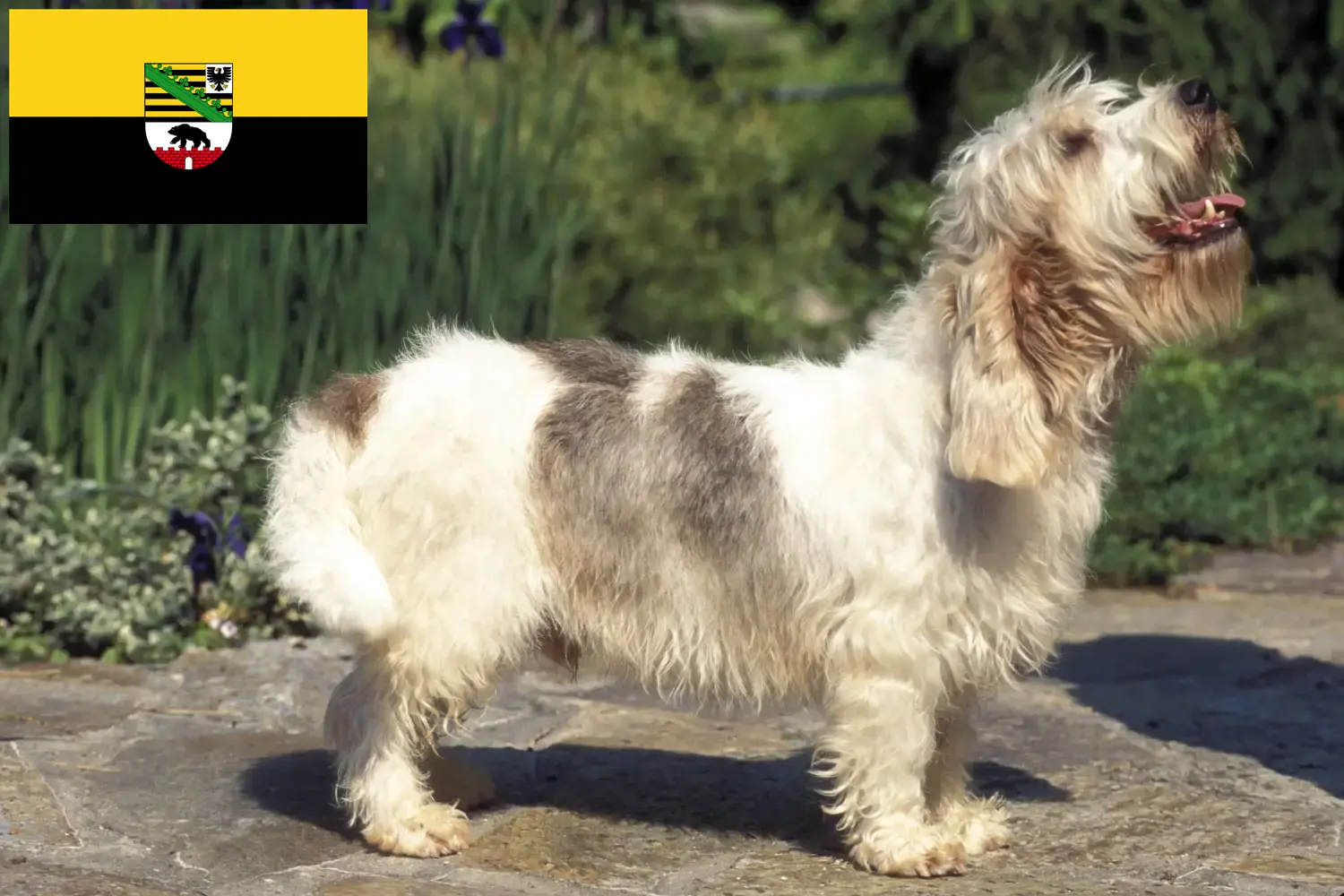 Read more about the article Petit Basset Griffon Vendéen hodowcy i szczenięta w Saksonia-Anhalt