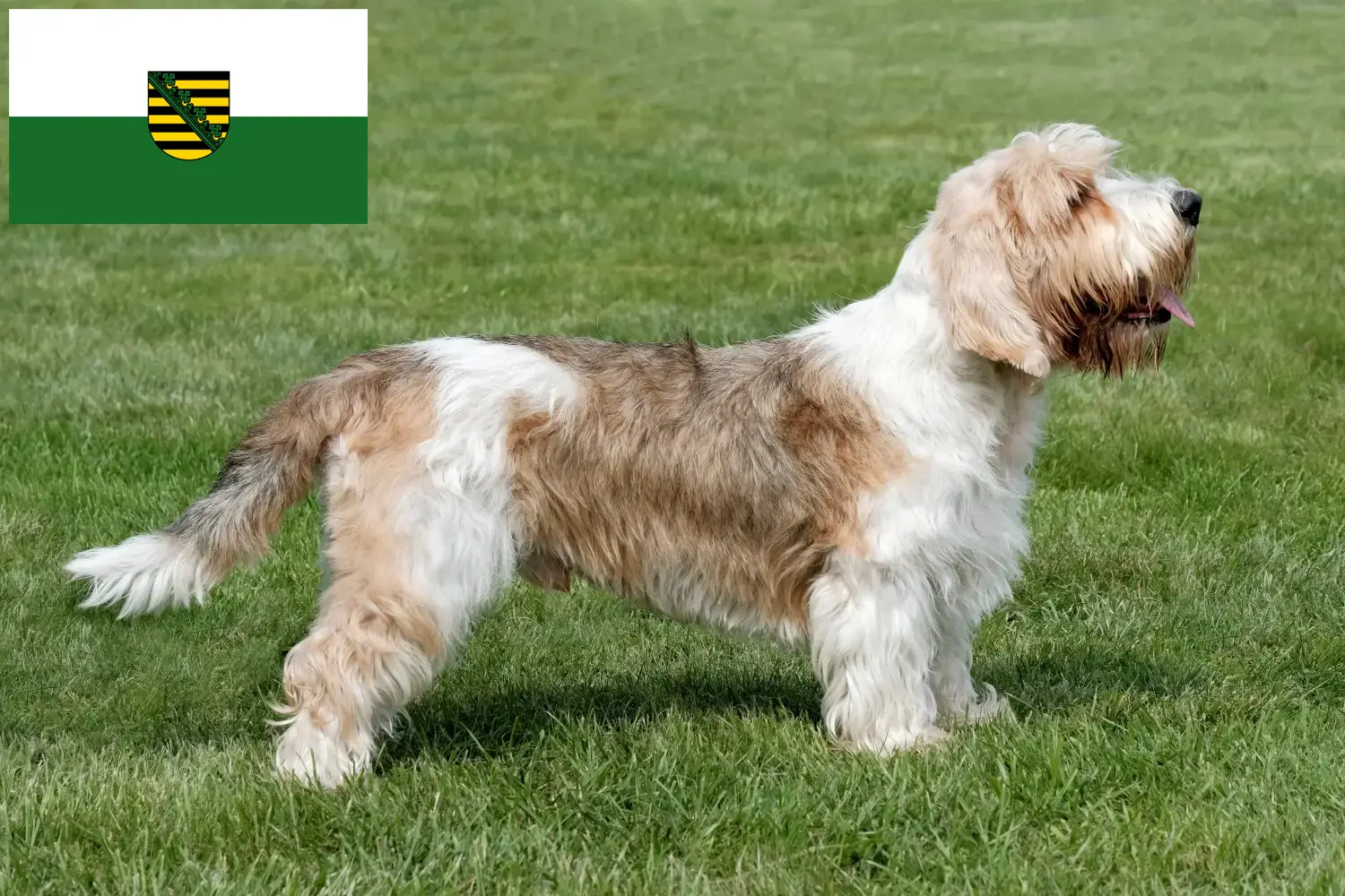 Read more about the article Petit Basset Griffon Vendéen hodowcy i szczenięta w Saksonia