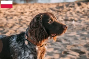 Read more about the article Polski spaniel myśliwski hodowca i szczenięta w Polska