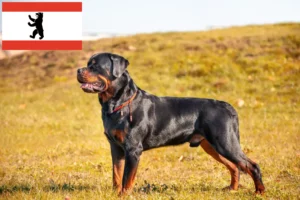 Read more about the article Hodowcy rottweilerów i szczenięta w Berlinie